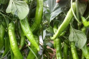 辣椒的肥料需求（辣椒喜肥原因及施肥技巧）