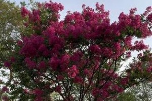 紫薇树怎么开花（探寻紫薇树开花的诀窍）