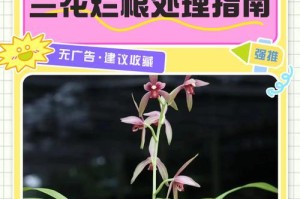 紫香兰花败了，如何处理？（保护紫香兰花的有效措施及护理方法）