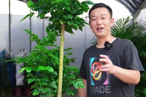 幸福树小株的剪枝指南（掌握正确的剪枝技巧，让你的幸福树更加茂盛健康）