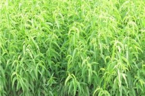 探究桃树根系发达的原因（从土壤、气候、生长习性等方面分析）