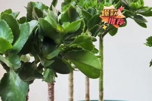 冬天怎样浇水才能让千叶吊兰健康茁壮？（寒冬来临，如何科学浇水，让千叶吊兰度过难关？）