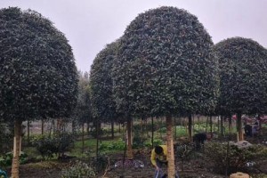 冬季栽种桂花树能成功吗？（桂花树栽种的最佳时间、注意事项、必要措施、常见问题）