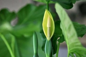 观音叶，神秘的树叶（探究观音叶的起源、形态和传说）