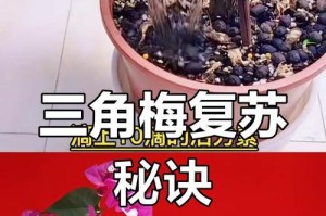 冬季三角梅全叶落后的护理方法（室内保养让三角梅迎来繁花绽放）