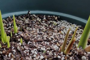 干荷花养护指南（打造美丽干花装饰，从干荷花养护开始）