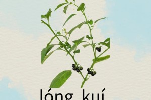 龙葵叶子的功效与作用详解（探秘龙葵叶子的神奇功效，了解如何正确食用）