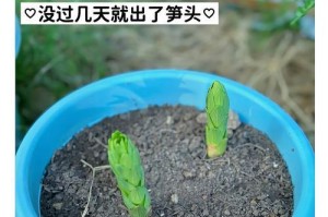以香水百合开花后的修剪技巧（打造美丽花坛，教你如何正确修剪香水百合）