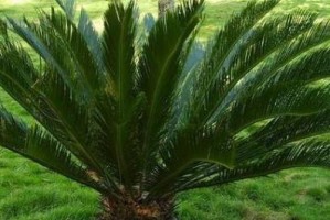 探究苏铁的植物类型（苏铁是乔木还是灌木？如何辨别？）