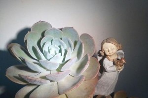 夏天浇水的技巧（以蓝粉台阁夏天怎么浇水）