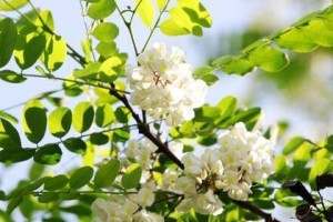 槐花的五种颜色及其花语（揭秘槐花的多彩世界，体会花语的深意）