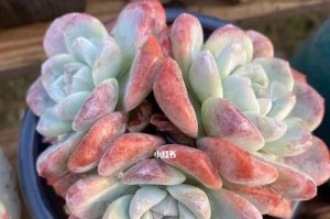 冰玉多肉如何养殖？（打造“冰清玉洁”般的多肉状态）