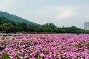 探秘金鸡菊的绚丽花期（金鸡菊开花的时间及特点）