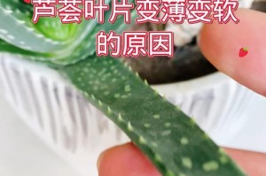 芦荟叶子发黑卷了怎么办？（保护芦荟，使其健康茁壮）