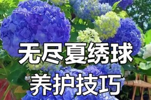 如何养活绣球花的无尽夏之谜（探索绣球花养殖的技巧与窍门）