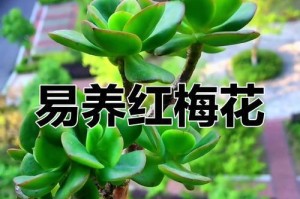 植物红心的养护技巧（打造健康鲜绿的红心植物乐园）