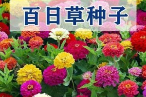 百日草的生命周期及特点探究（多年生植物的生长规律、花期特征以及栽培技巧）