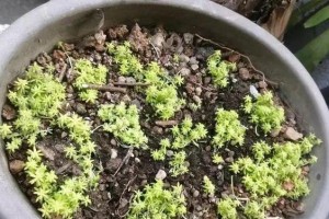 黄金草修剪技巧（让你的黄金草更美丽）