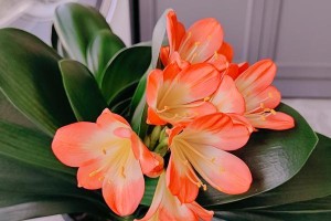 以君子兰怎么在根部开花（根部开花的方法和技巧）
