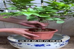 如何正确浇水，让发财树长得更茂盛（掌握这一关键点，让你的发财树发财发胖）