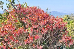 探究吊钟花的种类及生长特点（又名法国酢浆草，优美的造型和鲜艳的花色备受欣赏）