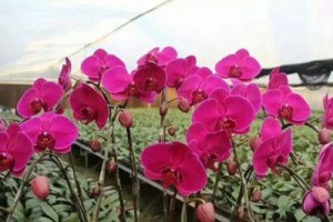 探秘洋兰花语，色彩意味何在？（揭秘白色洋兰的花语）
