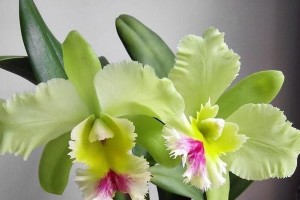 属狗养花大全（为你的狗狗打造舒适宜人的花园）