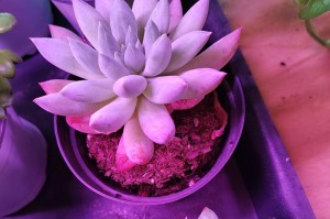 千佛手叶片颜色不均匀的原因和调理方法（探究千佛手叶片颜色不均匀的成因以及相应的解决方法）