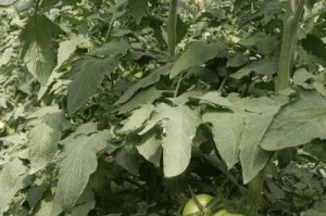 番茄果期养护与管理技术（如何让番茄果实更甜更鲜）