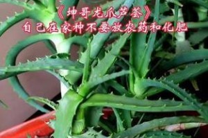 芦荟叶片上的斑点原因及处理方法（解析芦荟叶片上斑点的成因，以及如何有效处理这一问题）