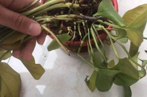 绿萝叶子蔫了怎么办？（教你轻松抢救蔫掉的绿萝，让它重新变得生机勃勃）