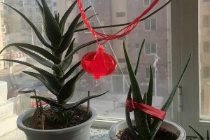 冬日芦荟的美妙奇迹（在寒冷的冬天中，芦荟展现出的独特魅力）