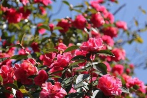 茶树花期解读（探秘茶叶的奥秘及春夏两季花期鲜明特征）