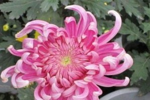缤纷菊花的世界（探秘菊花的五彩斑斓和文化意义）