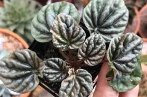椒草的养殖方法与注意事项（从种植到收割，轻松掌握椒草的养殖技巧）