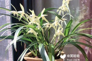 兰草——华丽典雅的花之女神（一种高贵典雅的花卉，赏花和药用两相宜）