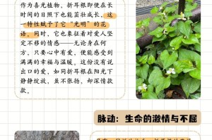 如何种植健康茂盛的鱼腥草？（鱼腥草种植秘籍，让你轻松打造花园中的亮点）