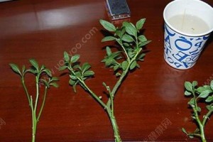 含笑水培养殖方法（打造美丽家居花园，从含笑水培开始）
