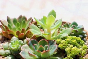 春季多肉的浇水技巧（掌握适时、适量、适方法）