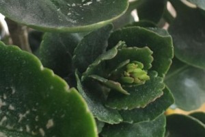 如何救治长寿花叶子烂了的情况？（长寿花叶子烂了？小心不要让它离你而去！）