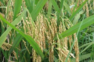 认识禾本科代表植物（品种特点及分类）