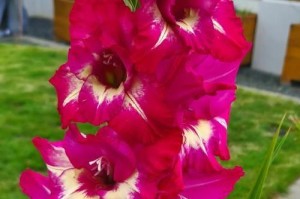 剑兰花的种植与养护（剑兰花怎么养殖？成功的秘诀在这里！）