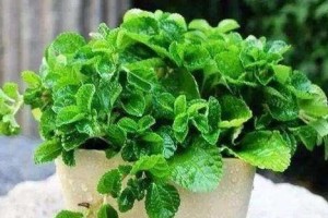 客厅卧室的绿色生活——适合养什么花卉植物？（打造舒适自然的家居空间，让生活更美好）