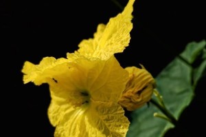 八角丝瓜的开花结果时间（几月开始开花结果，如何护理，有什么注意事项）