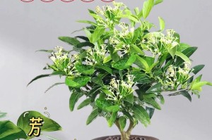 夜来香开花时间与花语（夜来香开花季节、夜来香的文化意义、养护夜来香技巧、夜来香传说）