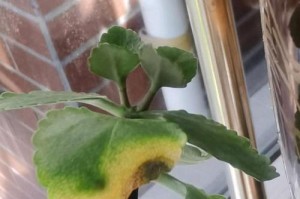 如何救治长寿花烂根？（解决长寿花烂根问题的方法及技巧）