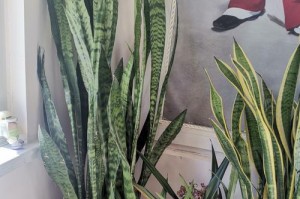 盆前草养护指南（打造一片绿色的家园，从盆前草开始）