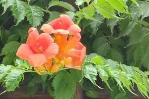 浪漫之花——凌霄花的花语（揭秘凌霄花的15种花语，每朵花都有自己的故事）