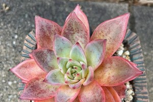 多肉碰到水了怎么办？（多肉植物防水小技巧，轻松应对意外溅水）