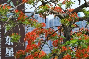 凤凰花开花时间与花期详解（每年开几次花？花期分别是哪些月份？来了解一下吧！）